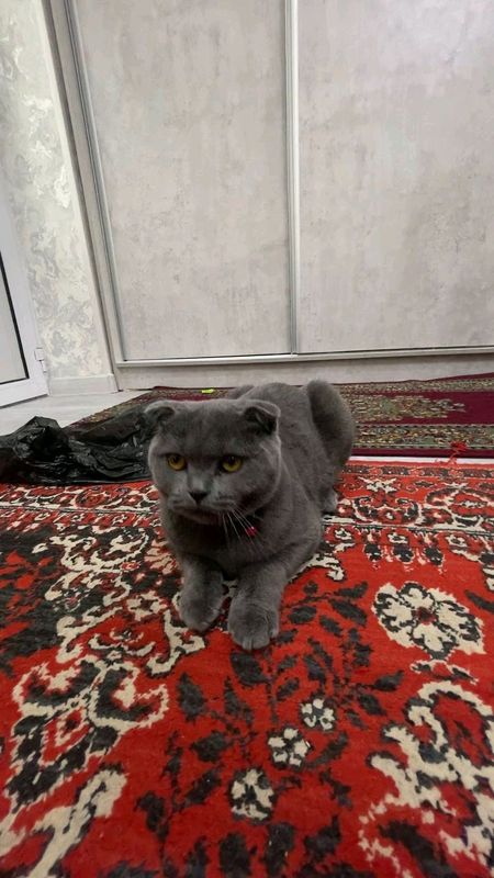 Sqotish fold qizbola toza zot mushug sog'lom