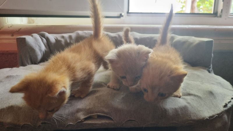 Отдам даром 3 кошки Отдам даром 3 кошки