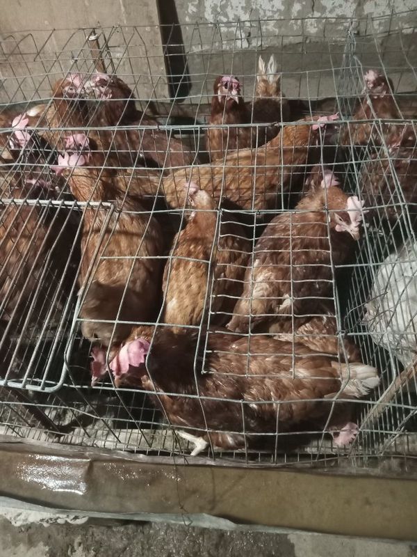 Uyda boqilgan qizil tovuqlar Uyda boqilgan qizil tovuqlar