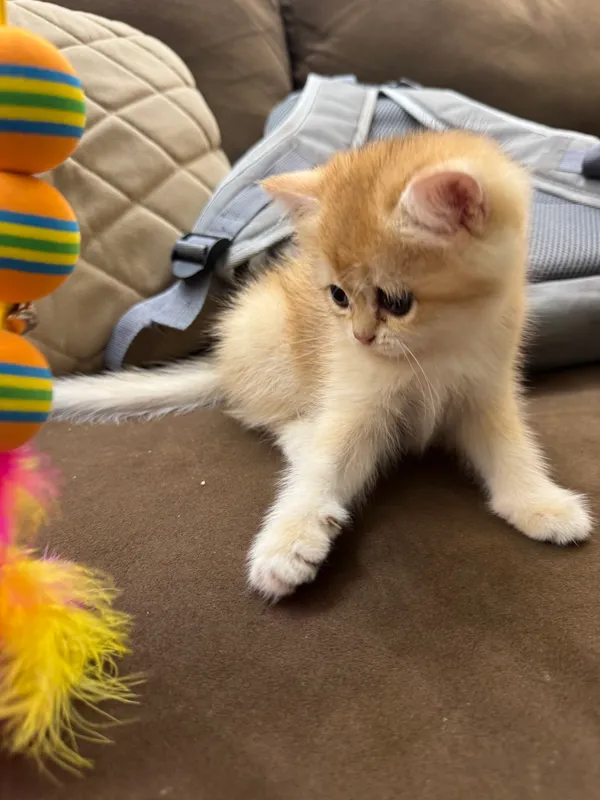 mushuk bolasi sotadi