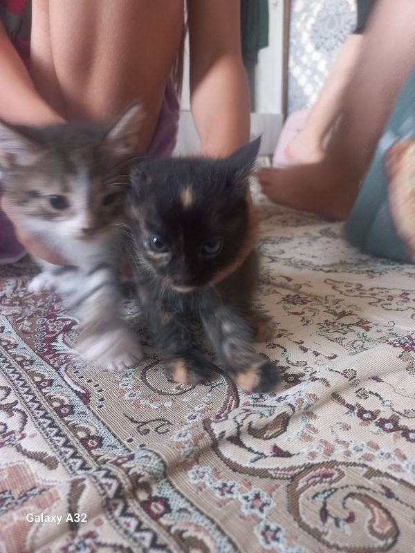 Pishiq satiladi arzan beremen Pishiq satiladi arzan beremen
