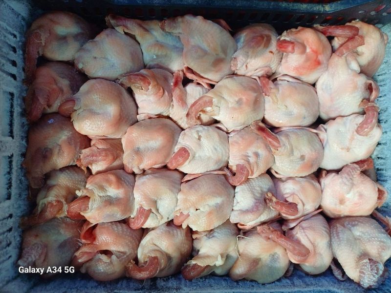 Сифатли халол бедана гуши сотилади Сифатли халол бедана гуши сотилади