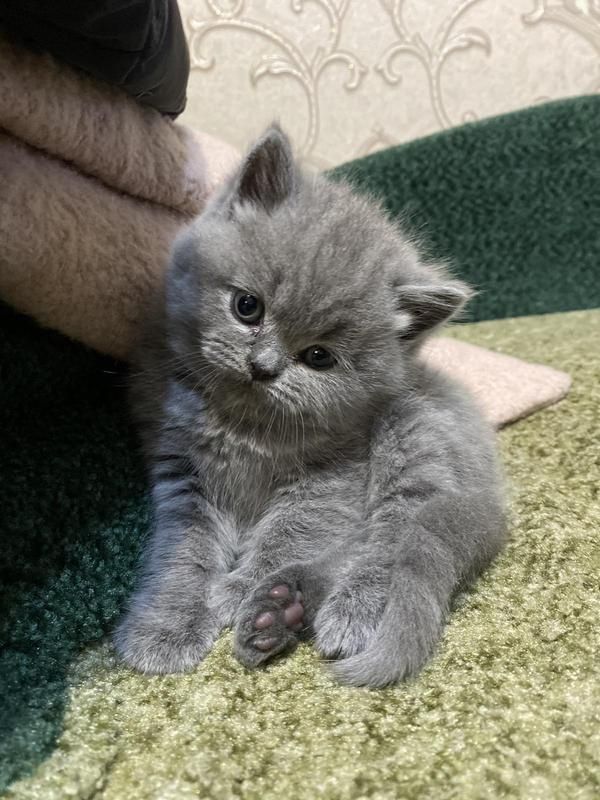 Скотиш страйт мальчики