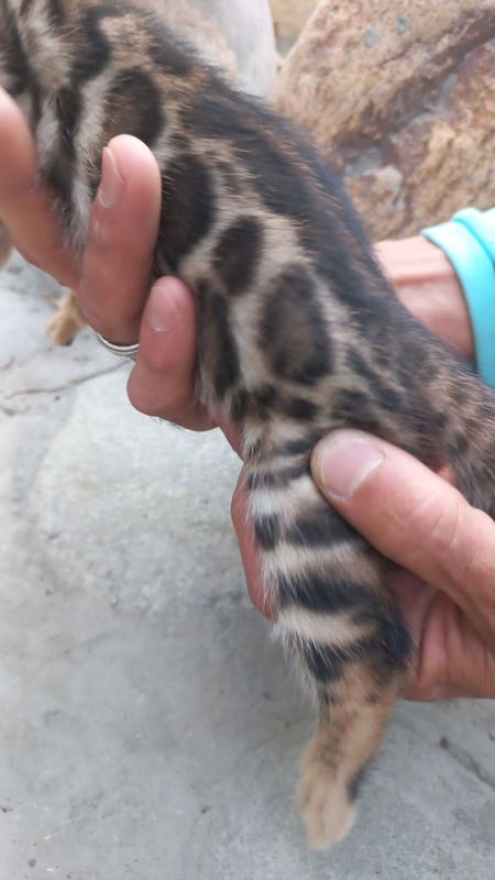Бенгальские чистокровные котята! Бенгальские чистокровные котята!
