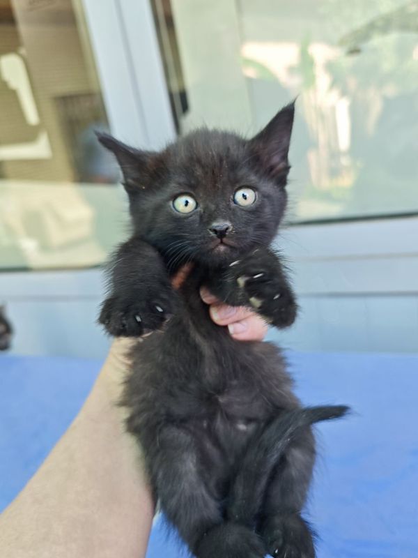 Котенок Пацаненок! Бесплатно котик в дом. Котенок Пацаненок! Бесплатно котик в дом.