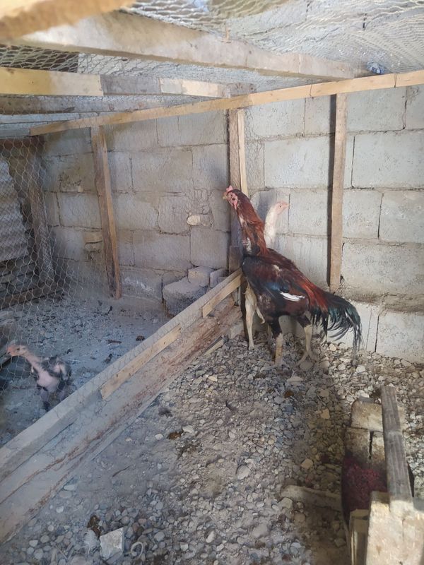 Para kareya kulangi sotiladi