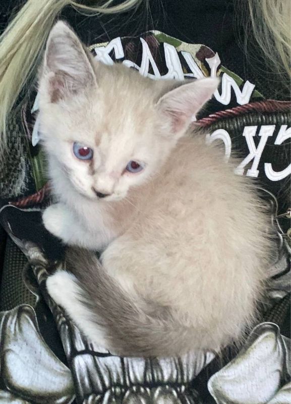 Котенок в хорошие руки Котенок в хорошие руки