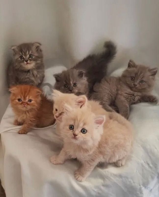 Котята британские