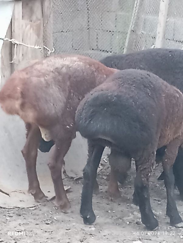Qochqorla bor sotiladi Qochqorla bor sotiladi