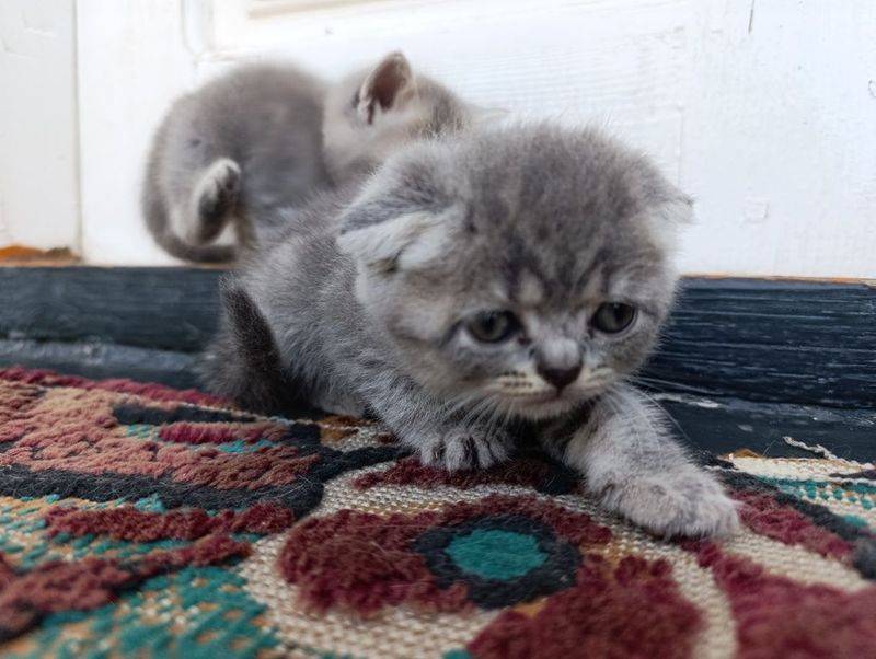 Скоттищ фолд мушук болалари Скоттищ фолд мушук болалари