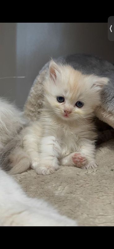 Котята 2мес сибирской породы Котята 2мес сибирской породы