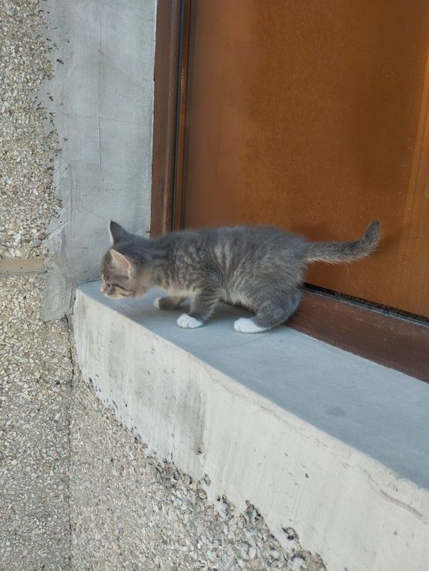 Котёнок шотландский смесь Котёнок шотландский смесь