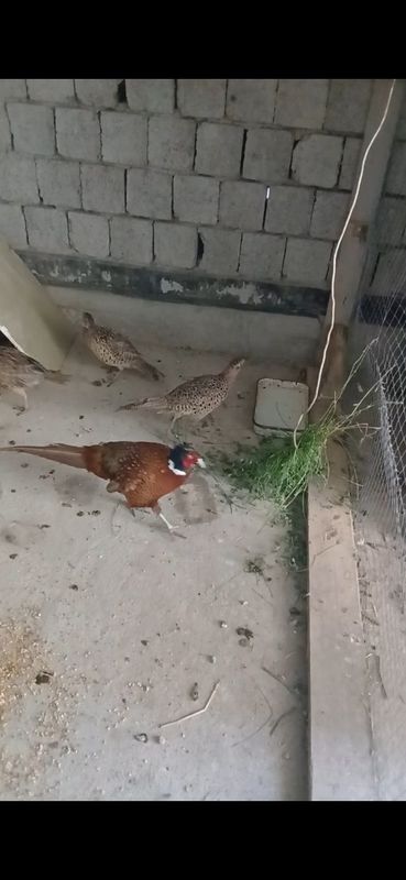 Fazanlar bir joyda sotiladi narxi kelishamiz soni 9 ta Fazanlar bir joyda sotiladi narxi kelishamiz soni 9 ta