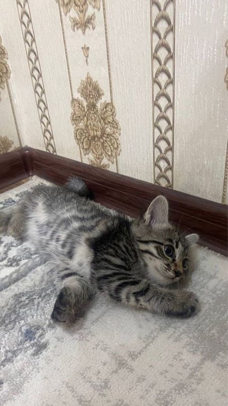 1 dona qoldi mushugimiz 1 dona qoldi mushugimiz