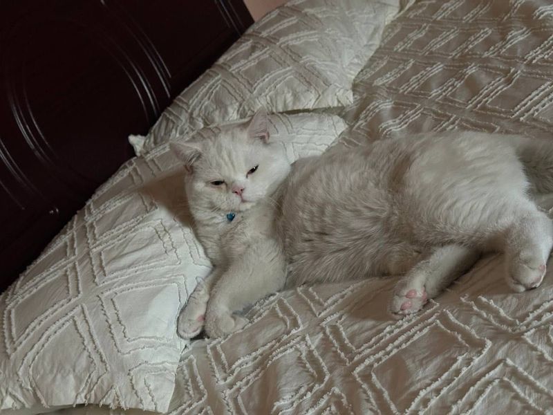 Британский кот.. Британский кот..