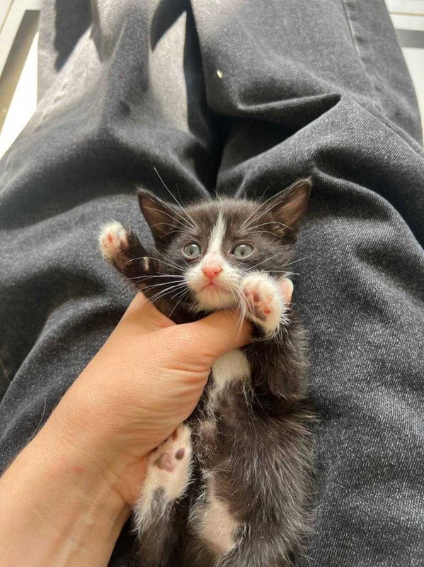 Котята дорам дам на хорошие руки. Бе пул мушукчалар Котята дорам дам на хорошие руки. Бе пул мушукчалар