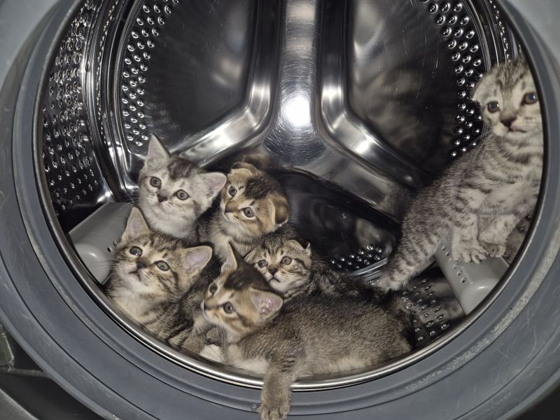 Продаются породистые котята Скоттиш фолд и страйт. 2 месячные. Продаются породистые котята Скоттиш фолд и страйт. 2 месячные.