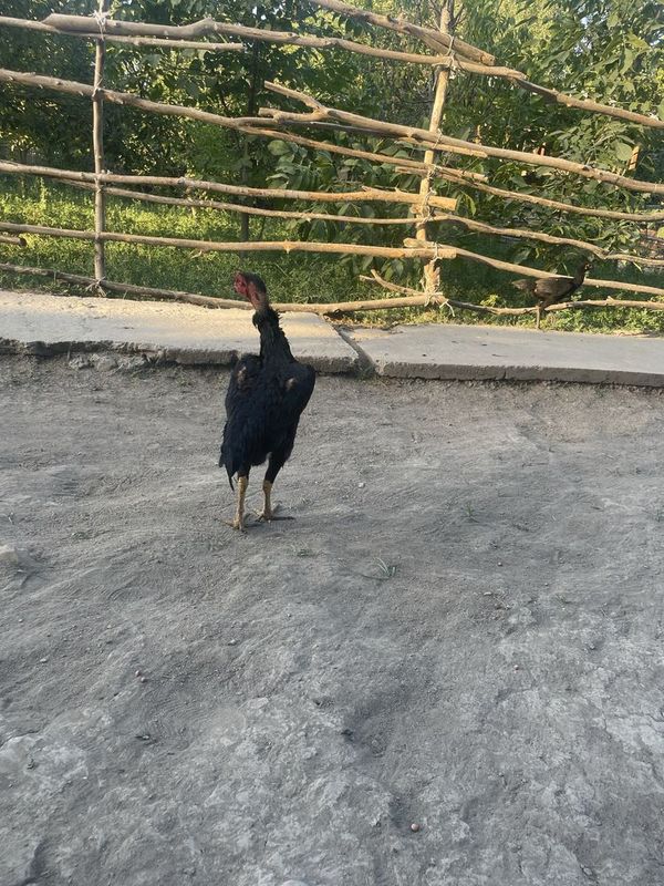 Dakan touq sotiladi