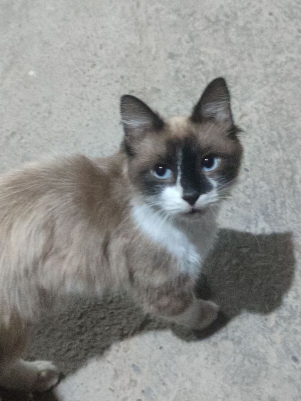 Милый кошка домашний