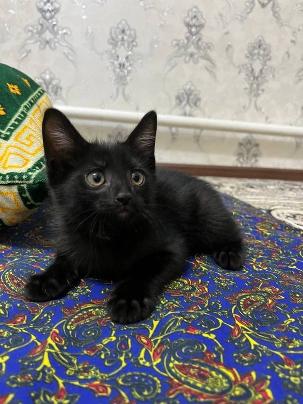 Котенок мальчик 1,5 аилик Котенок мальчик 1,5 аилик