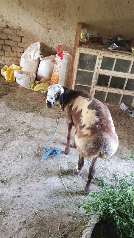 Paroda Qòchqor Sotiladi