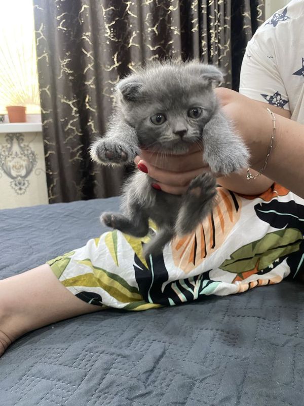 Котята пародистые Котята пародистые