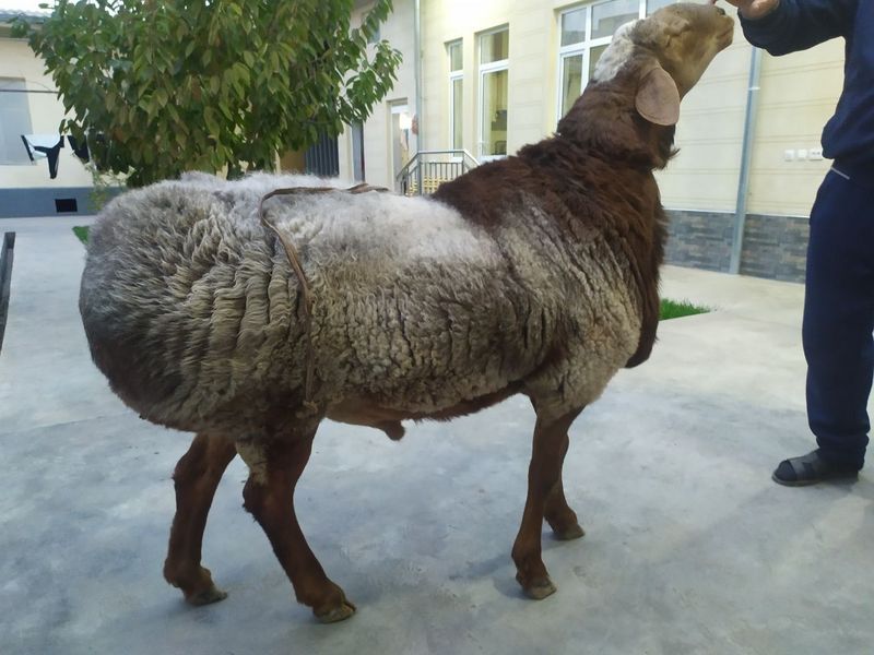 Qoylar sotiladi 25 kg dan 70 kggacan Qoylar sotiladi 25 kg dan 70 kggacan