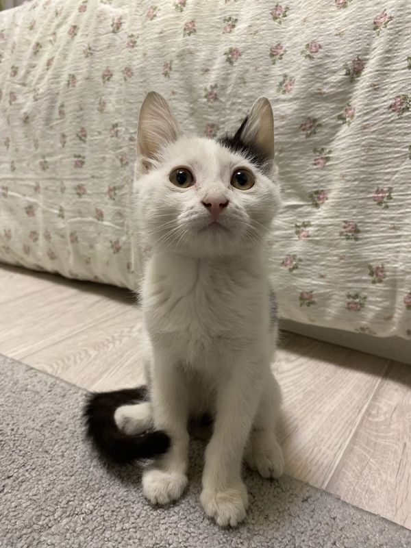 Котенок продается добрым людям