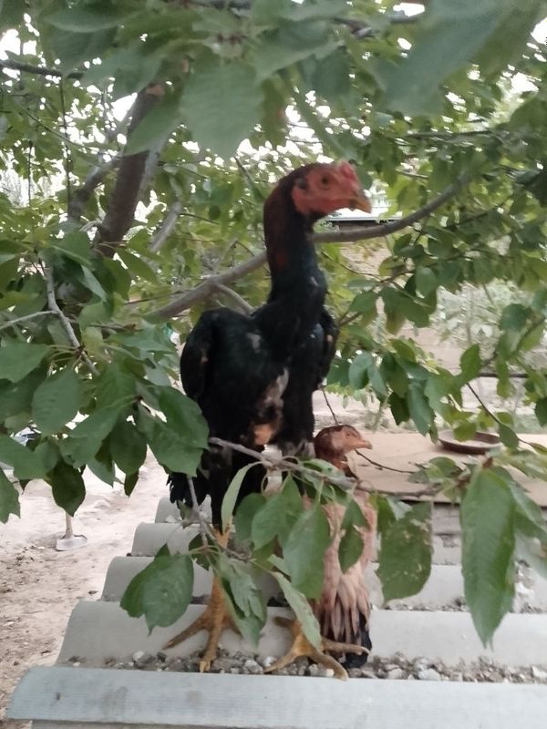 Dakang xoʻroz shamo Dakang xoʻroz shamo