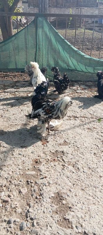Карейс япон хорозлар Карейс япон хорозлар