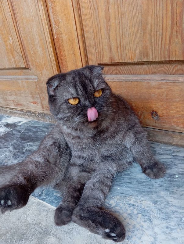 Скотиш фолд киз бола Скотиш фолд киз бола