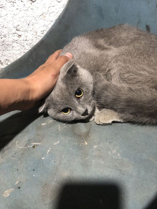 Уй Мушуги скоттиш фолд Уй Мушуги скоттиш фолд