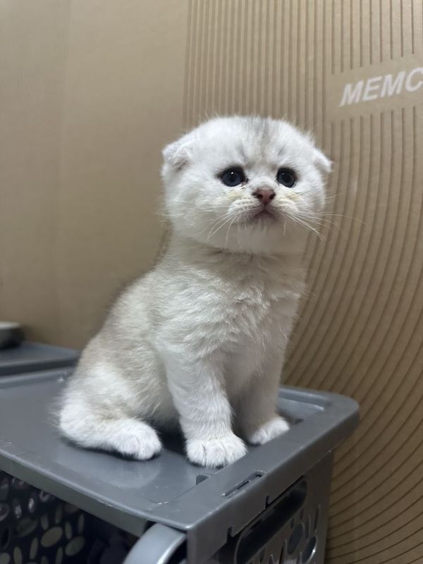 продается котята шиншилла