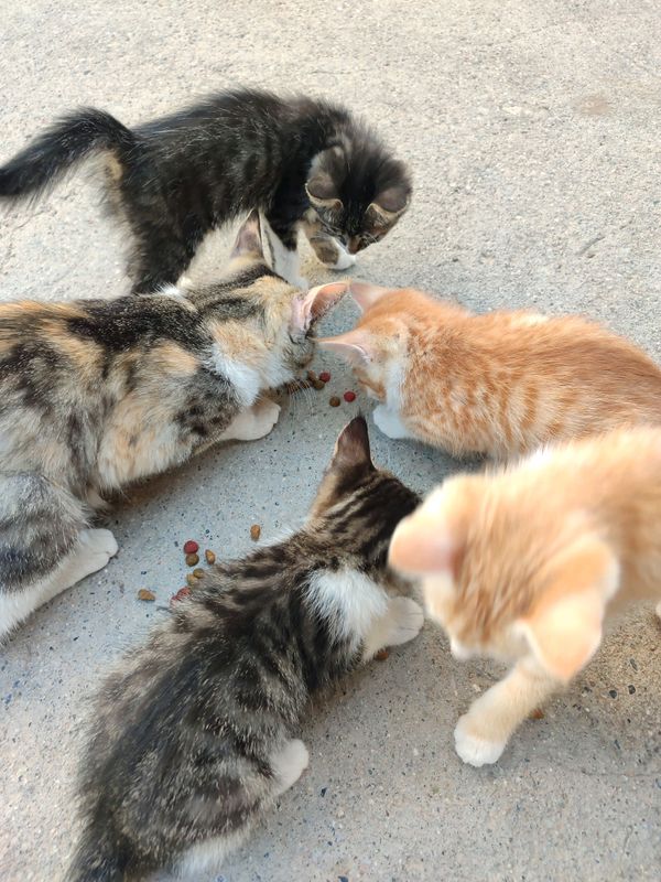 Mushukchalar soni 4 ta. Bepul. Kimga kerak xadiya Mushukchalar soni 4 ta. Bepul. Kimga kerak xadiya