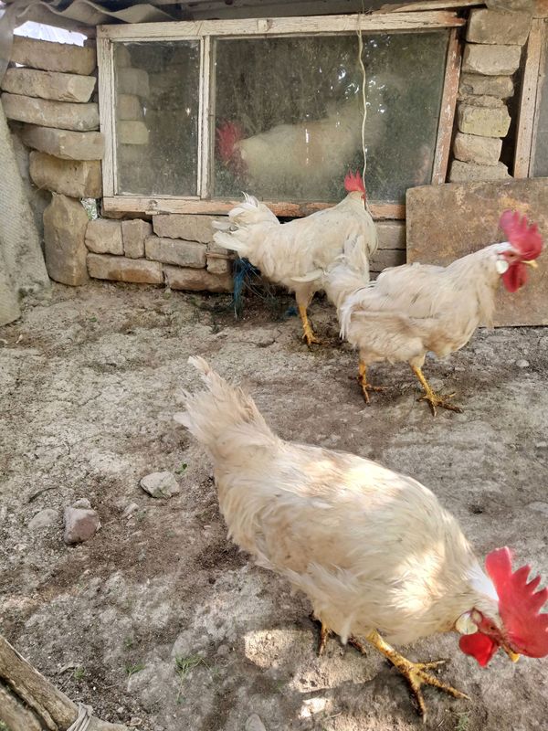 1 yoshli xurozlar 1 yoshli xurozlar