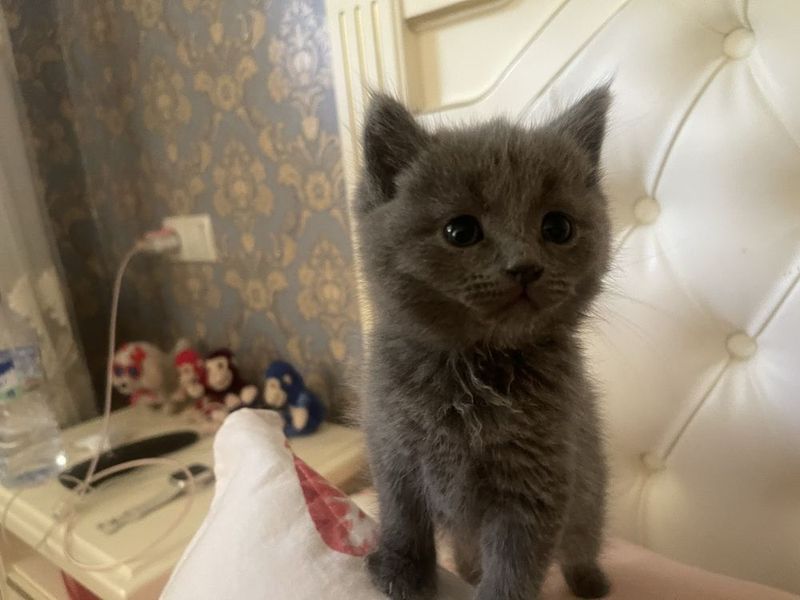 Продаю котёнок 2 месяц Продаю котёнок 2 месяц