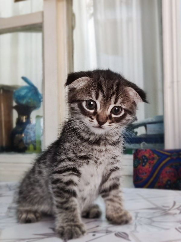 Котёнок породистый Котёнок породистый