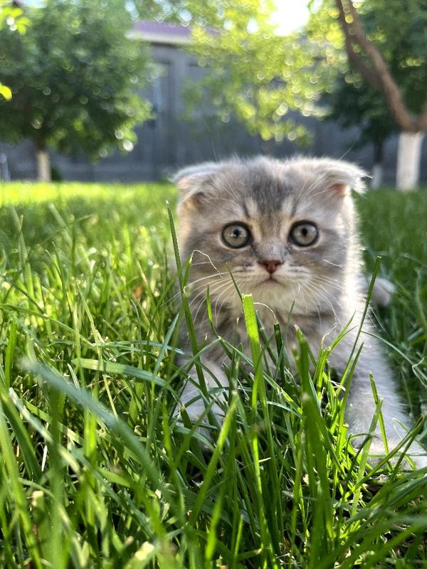 Продаю. Котят Продаю. Котят