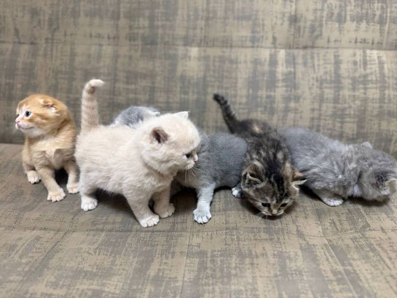 Котятя скоттиш фолд и страйт Котятя скоттиш фолд и страйт