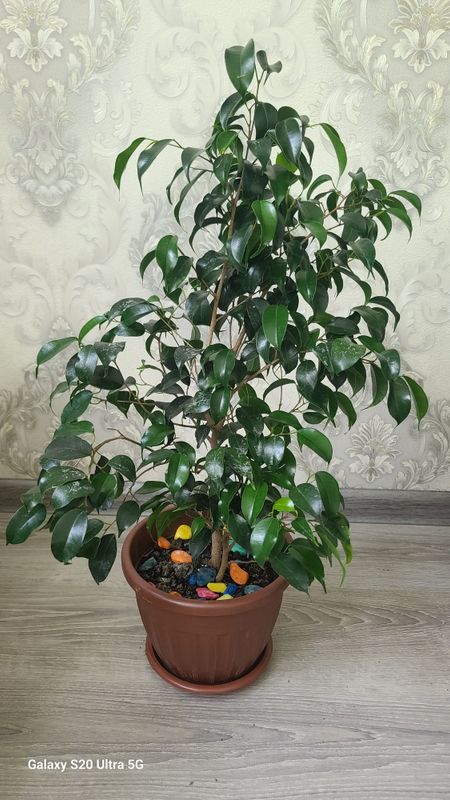 Продаётся Фикус дерево Продаётся Фикус дерево