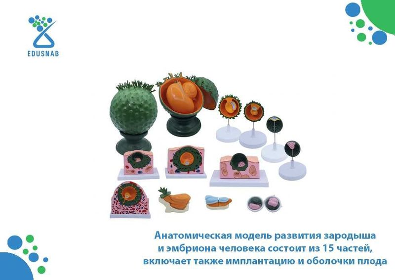 Анатомическая модель развития зародыша и эмбриона человека