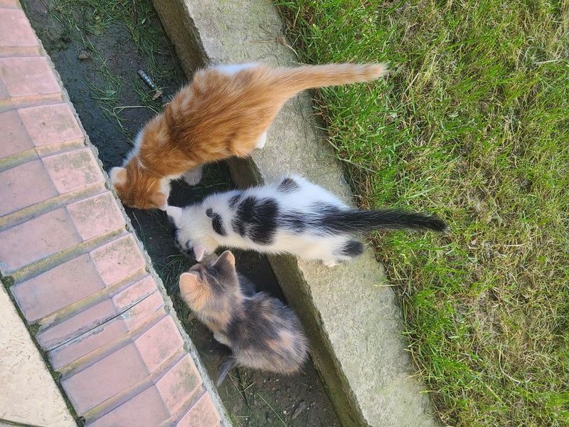 3 котята, в добрые руки 3 котята, в добрые руки