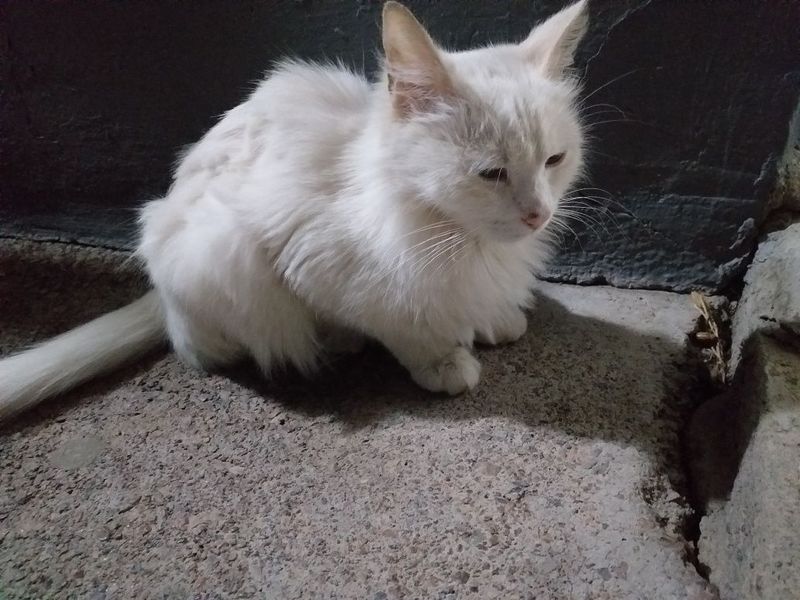 Кошка Турецкая ангор