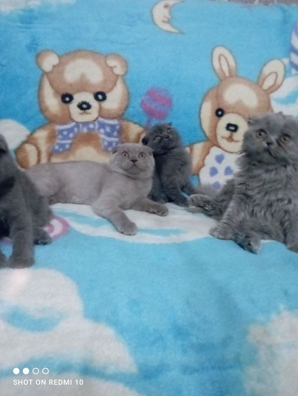 Продаются котята шотландские вислоухие скоттиш. Продаются котята шотландские вислоухие скоттиш.