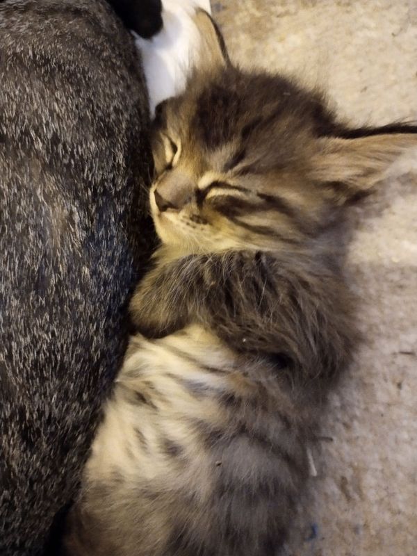 Домашний котенок