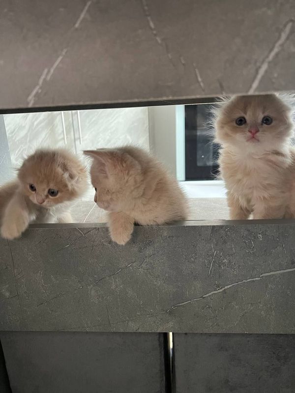 Котята шотландиский скоттиш страйт и фолд Котята шотландиский скоттиш страйт и фолд