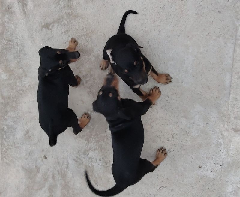 Doberman gold ranglaridan ham bor Doberman gold ranglaridan ham bor