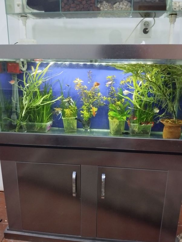 Akvarium i pastavkasi menen birge satiladi 250litrlik akvarium