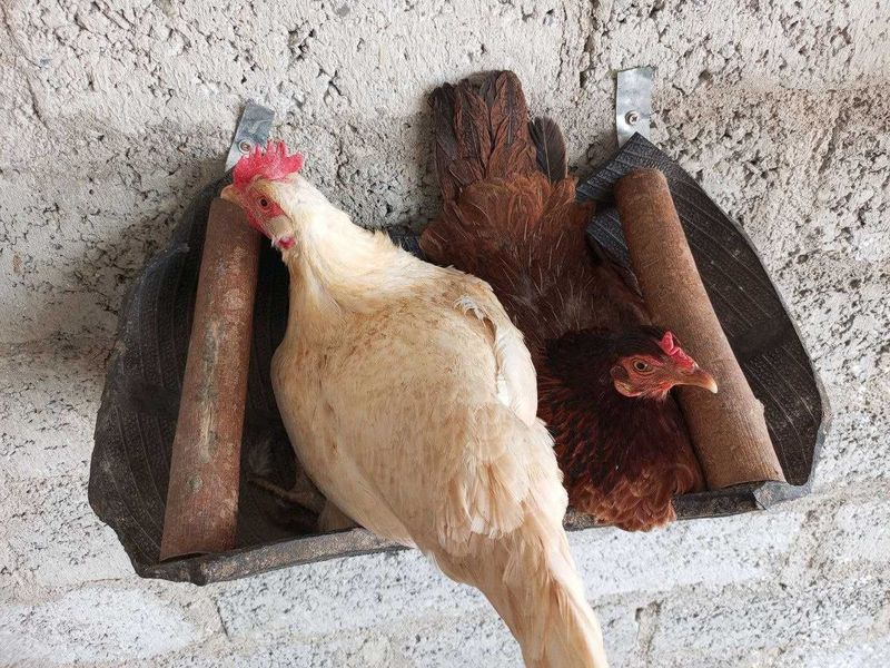 Свежие домашние куриные и гусиные яйца Свежие домашние куриные и гусиные яйца