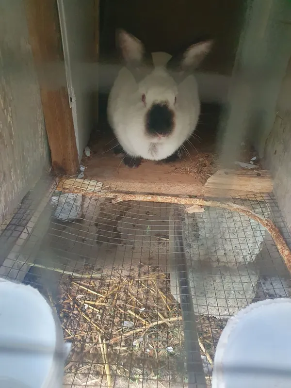 Kaliforniya quyonlar/ калифорнийские кролики